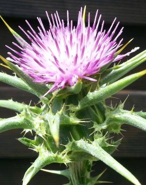 Fotografia 16 da espécie Silybum marianum no Jardim Botânico UTAD