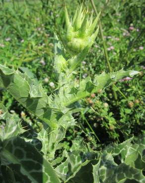 Fotografia 17 da espécie Silybum marianum no Jardim Botânico UTAD