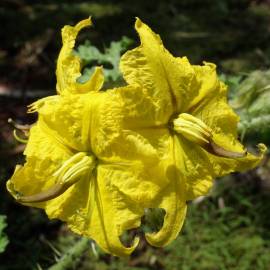 Fotografia da espécie Solanum rostratum