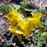 Fotografia 10 da espécie Solanum rostratum do Jardim Botânico UTAD