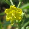 Fotografia 12 da espécie Solanum rostratum do Jardim Botânico UTAD