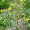 Fotografia 13 da espécie Solanum rostratum do Jardim Botânico UTAD