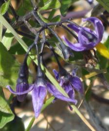 Fotografia da espécie Solanum dulcamara