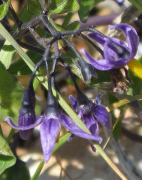 Fotografia 10 da espécie Solanum dulcamara no Jardim Botânico UTAD