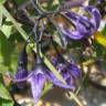 Fotografia 10 da espécie Solanum dulcamara do Jardim Botânico UTAD