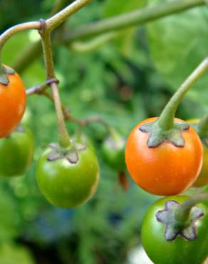 Fotografia 11 da espécie Solanum dulcamara no Jardim Botânico UTAD