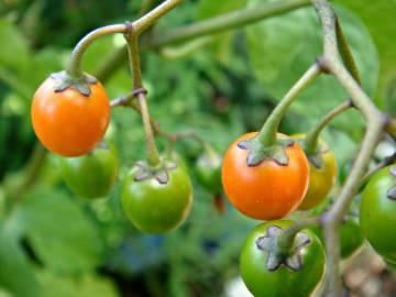 Fotografia da espécie Solanum dulcamara