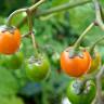 Fotografia 11 da espécie Solanum dulcamara do Jardim Botânico UTAD