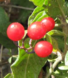 Fotografia da espécie Solanum dulcamara