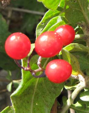 Fotografia 12 da espécie Solanum dulcamara no Jardim Botânico UTAD