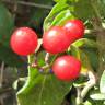 Fotografia 12 da espécie Solanum dulcamara do Jardim Botânico UTAD