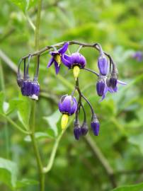 Fotografia da espécie Solanum dulcamara