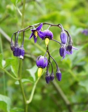 Fotografia 13 da espécie Solanum dulcamara no Jardim Botânico UTAD