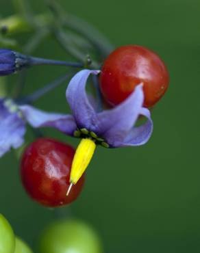 Fotografia 14 da espécie Solanum dulcamara no Jardim Botânico UTAD
