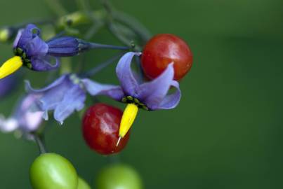 Fotografia da espécie Solanum dulcamara