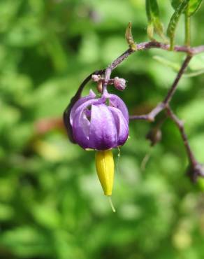 Fotografia 15 da espécie Solanum dulcamara no Jardim Botânico UTAD