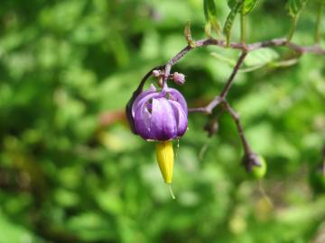 Fotografia da espécie Solanum dulcamara