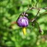 Fotografia 15 da espécie Solanum dulcamara do Jardim Botânico UTAD