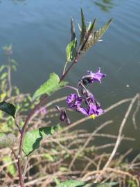 Fotografia da espécie Solanum dulcamara