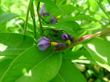 Fotografia da espécie Solanum dulcamara