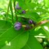 Fotografia 17 da espécie Solanum dulcamara do Jardim Botânico UTAD