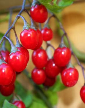 Fotografia 18 da espécie Solanum dulcamara no Jardim Botânico UTAD