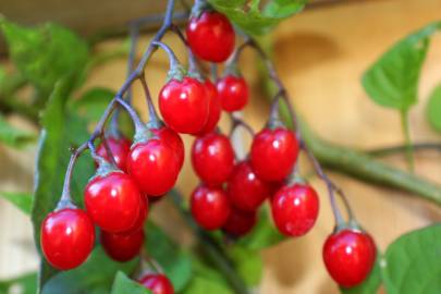 Fotografia da espécie Solanum dulcamara