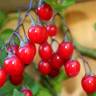 Fotografia 18 da espécie Solanum dulcamara do Jardim Botânico UTAD