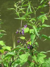 Fotografia da espécie Solanum dulcamara