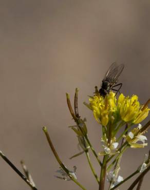 Fotografia 9 da espécie Sisymbrium irio no Jardim Botânico UTAD