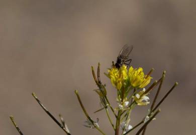 Fotografia da espécie Sisymbrium irio