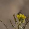 Fotografia 9 da espécie Sisymbrium irio do Jardim Botânico UTAD