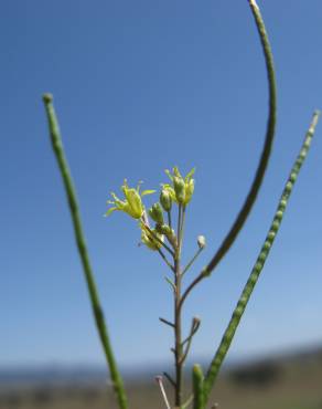 Fotografia 10 da espécie Sisymbrium irio no Jardim Botânico UTAD