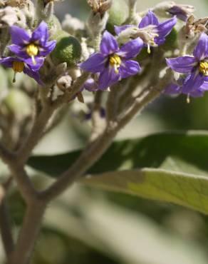 Fotografia 9 da espécie Solanum mauritianum no Jardim Botânico UTAD