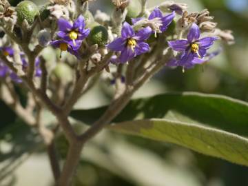 Fotografia da espécie Solanum mauritianum