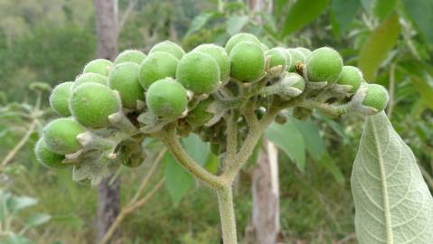 Fotografia da espécie Solanum mauritianum