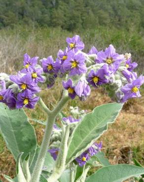 Fotografia 11 da espécie Solanum mauritianum no Jardim Botânico UTAD