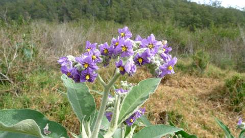 Fotografia da espécie Solanum mauritianum