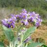 Fotografia 11 da espécie Solanum mauritianum do Jardim Botânico UTAD