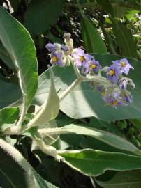 Fotografia da espécie Solanum mauritianum