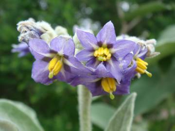 Fotografia da espécie Solanum mauritianum