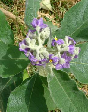 Fotografia 14 da espécie Solanum mauritianum no Jardim Botânico UTAD