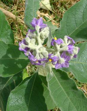 Fotografia 14 da espécie Solanum mauritianum no Jardim Botânico UTAD