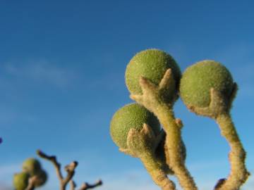 Fotografia da espécie Solanum mauritianum