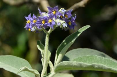 Fotografia da espécie Solanum mauritianum