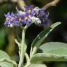 Fotografia 16 da espécie Solanum mauritianum do Jardim Botânico UTAD