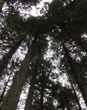 Fotografia 9 da espécie Sequoia sempervirens no Jardim Botânico UTAD