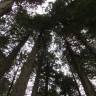Fotografia 9 da espécie Sequoia sempervirens do Jardim Botânico UTAD