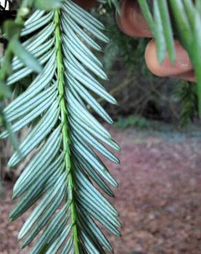 Fotografia 10 da espécie Sequoia sempervirens no Jardim Botânico UTAD
