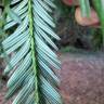 Fotografia 10 da espécie Sequoia sempervirens do Jardim Botânico UTAD